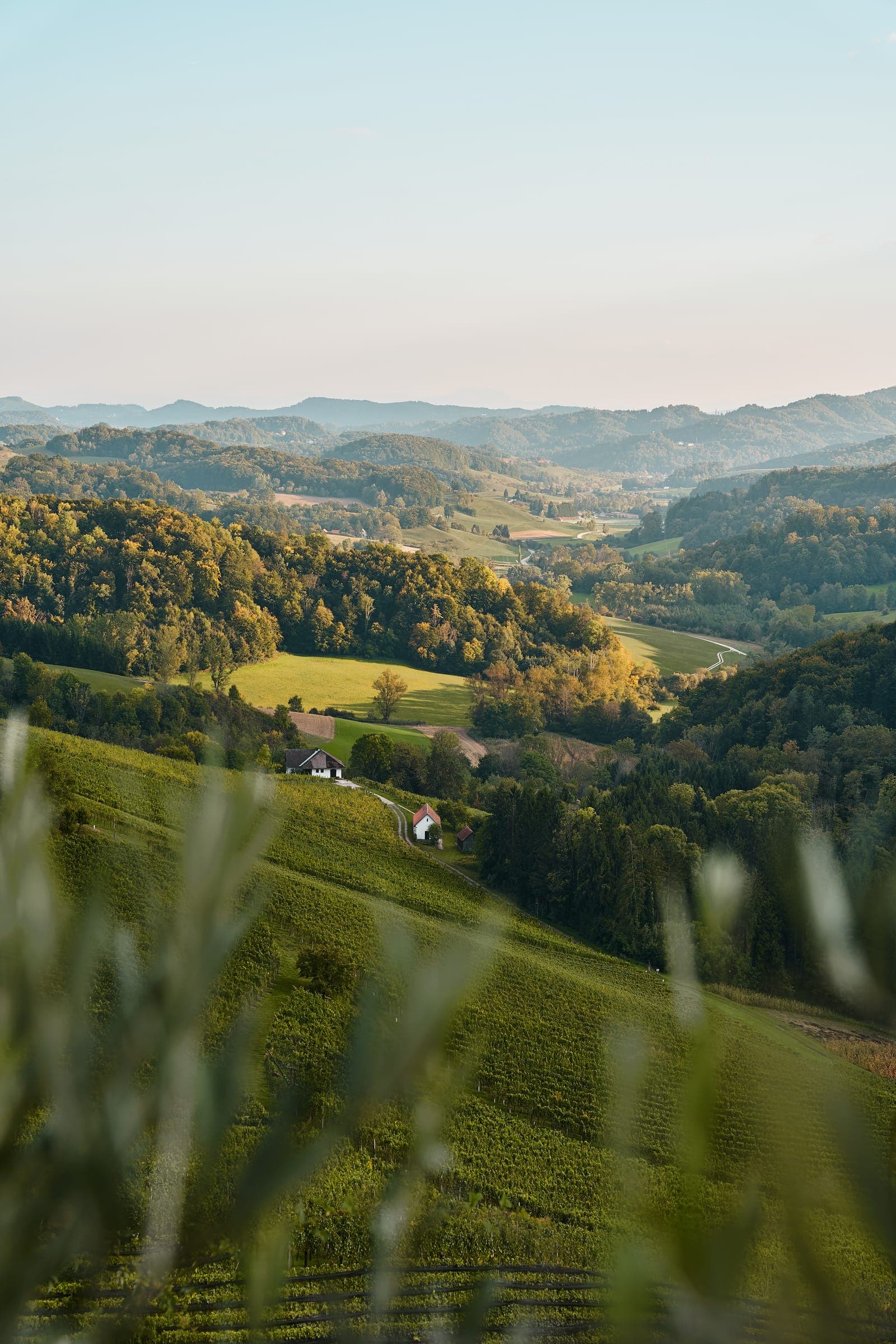 Weinfotografie in Wien, Weinberge in der Abendsonne